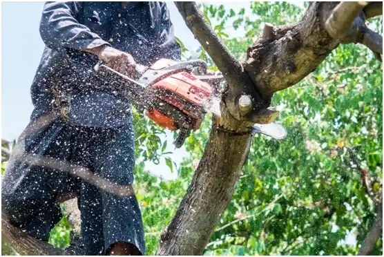 tree services Ladysmith